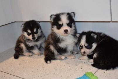 Pomsky Welpen suchen ein neues Zuhause W