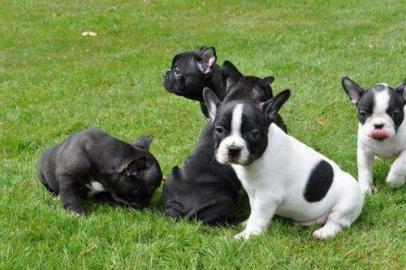 Gesunde Franz?sische Bulldoggen Welpen m