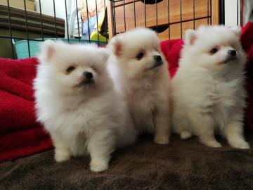 Reinrassige Pomeranian Welpen