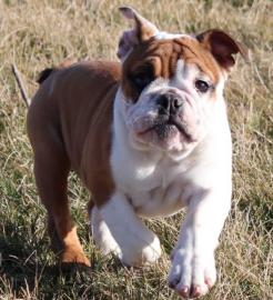 english bulldog puppy