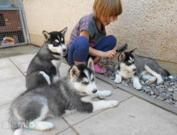 Siberien Husky Whatsapp +4915214389093