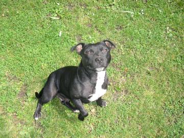 Englishe Staffordshire Bullterrier Welpen