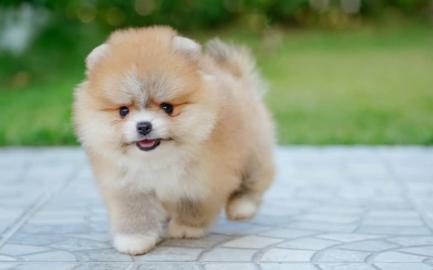 MINI Toy Zwergspitz/Pomeranian welpen