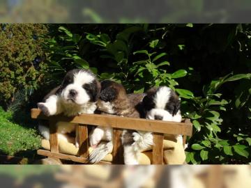 Bernhardinerwelpen mit Papieren