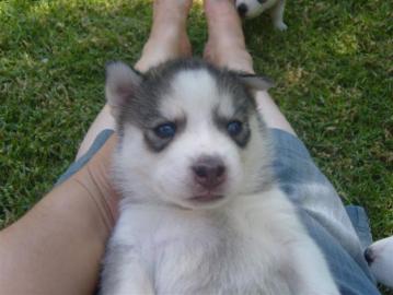 Siberian Husky Welpen