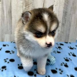 Pomsky-Welpen mit Stammbaum whatsapp num