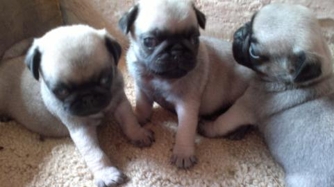 Mops babys