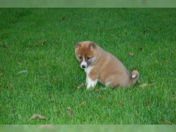 Bezaubernde Shiba Inu Welpen mit Ahnenta