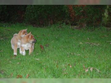 Bezaubernde Shiba Inu Welpen mit Ahnenta