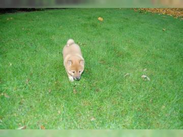 Bezaubernde Shiba Inu Welpen mit Ahnenta