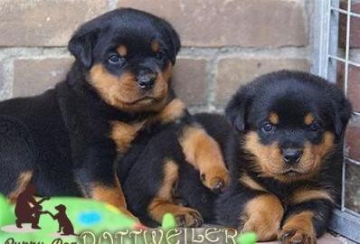 12 Wochen alt Rottweiler Welpen