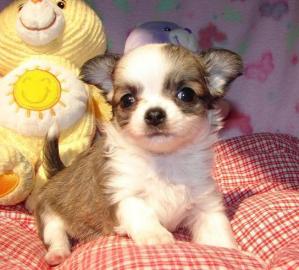 Super Se Mini Chihuahua Welpen xxs