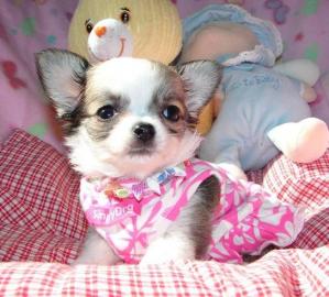 Super Se Mini Chihuahua Welpen xxs