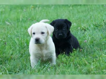 Labrador Welpen mit Stammbaum