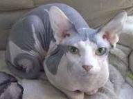 Extrem s und lieblich haarlosen Sphynx