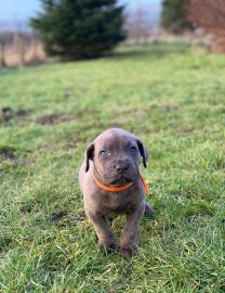 Cane Corso Welpen zu verkaufen