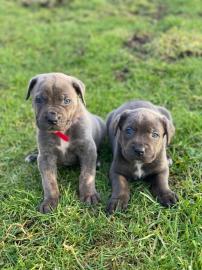 Cane Corso Welpen zu verkaufen