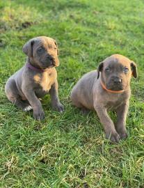 Cane Corso Welpen zu verkaufen