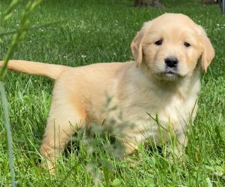 Golden Retriever-Welpen in Top-Qualit?t