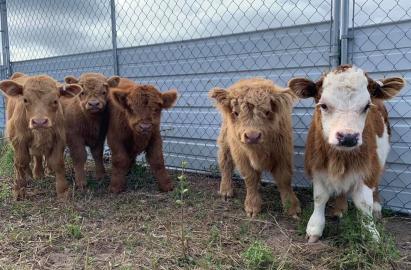 Mini Highland Cattle