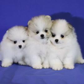 pomeranian puppies beschikbaar mannelij