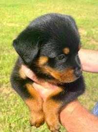 ADRK  Reinrassige Rottweilerwelpen