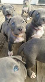 American Staffordshire Terrier Welpen zu