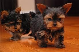 Reinrassige Tiny Yorkie Puppies