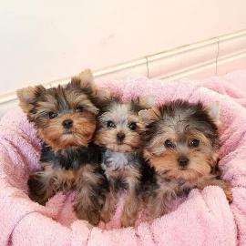 MINI Schn Yorkshire Terrier Steel Blue