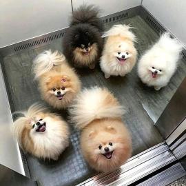 pomeranian puppies beschikbaar mannelij