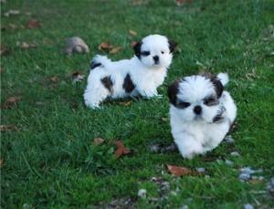 Mnnliche und weibliche Shih Tzu Welpe