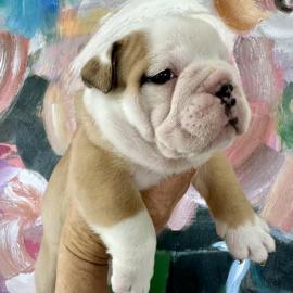 Englische Bulldoggenwelpen zur Adoption,