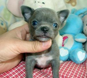 Liebevolles Mini Chihuahua Babys fur 285