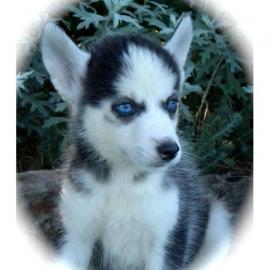 Siberian Husky Welpen 11 wochen mit ppa