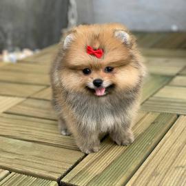 MINI POMERANIAN WELPEN MIT PAPIEREN