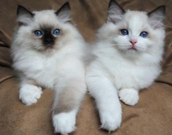 Wunderschne Ragdoll-Ktzchen