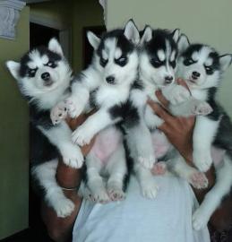 Siberian Husky Welpen Sibirische Huskywe