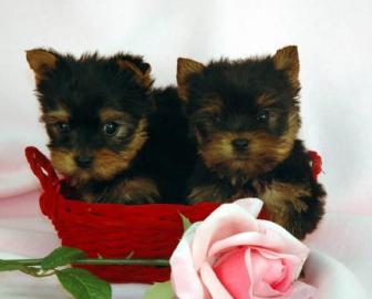 Qualit?t Yorkshire Terrier Welpen mit VD