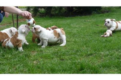 Reinrassige se Englische Bulldogge Welpen F