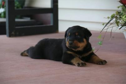 Rottweiler Welpen