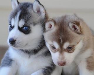 Siberian Husky Welpen mit VDH / DCNH / F