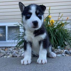 Siberian Husky Welpen mit Blauen und Bra