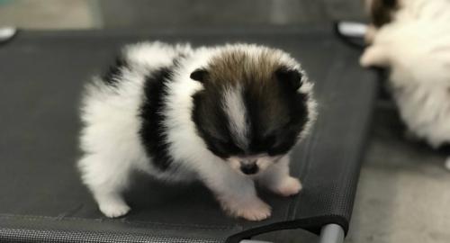 Zuckerssse Pomeranian Welpen abzugeben