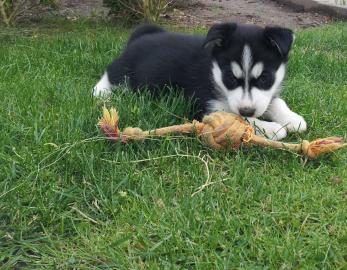 Bitte kaufen unsere Siberian Husky Welpe