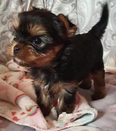 Yorkshire Terrier Welpen suchen ein lieb