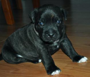 Staffordshire bull terrier Welpen