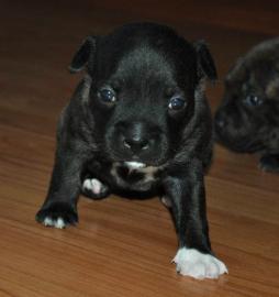 Staffordshire bull terrier Welpen