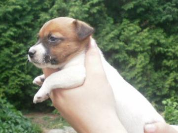 SSSE JACK RUSSELL TERRIER WELPEN