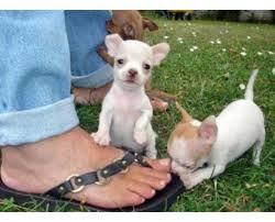 Super s??e MINI chihuahua welpen mit Pap