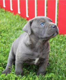 Cane-Corso-Welpen von h?chster Qualit?t